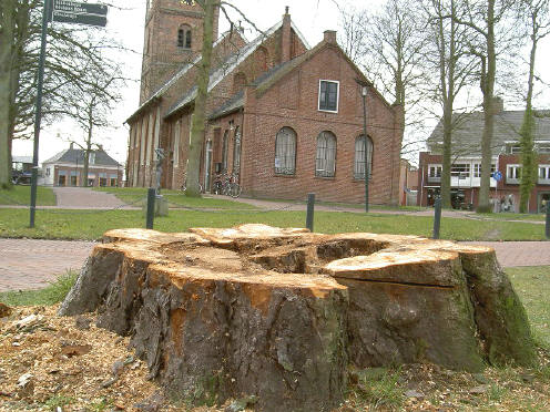 weer een oude boom geveld...