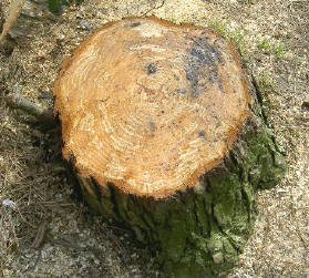 en weer gingen er bomen om…