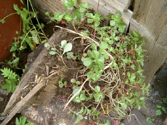 ik ben benieuwd of deze ook wil groeien op hout en een beetje grond...