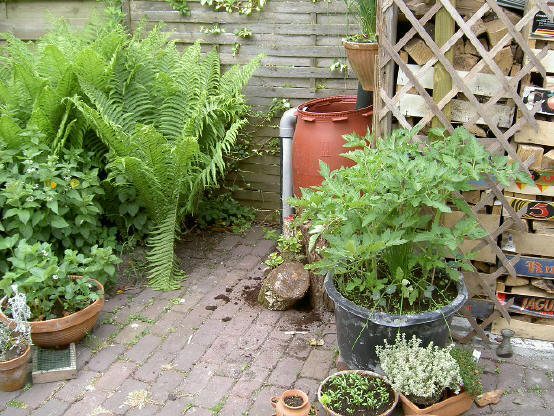 onder het afdakje ligt brandhout gestapeld - de tomatenplant moet straks tegen het hekje gaan groeien en daar gaan overheersen...