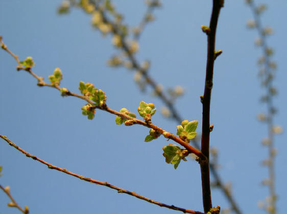 heerlijk, al dat prille groen...