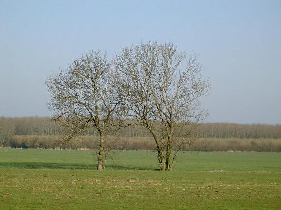 hier heb ik dus een zwak voor - twee losse bomen in een veld...