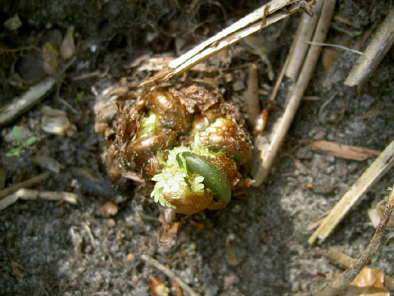 de eerste fase