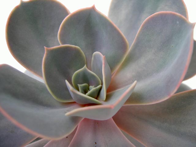vetplant