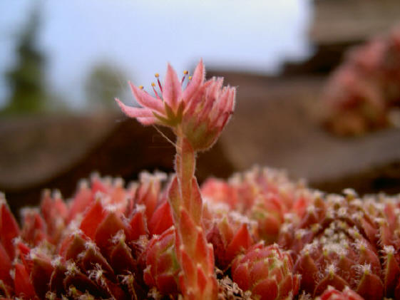 ook de vetplanten op het dak krijgen bloemen...