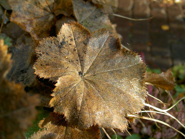 ook deze bruine kleur hoort bij de herfst