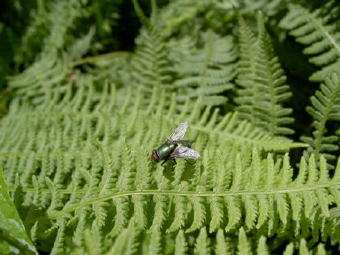 groene vlieg