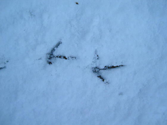 die blauwe lucht maakt ook de sneeuw blauw...