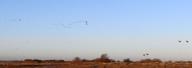 vogels in de polder