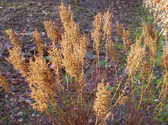 stukje voortuin