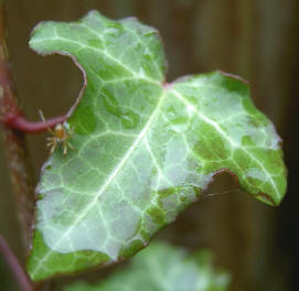 nat blad met spinnetje...