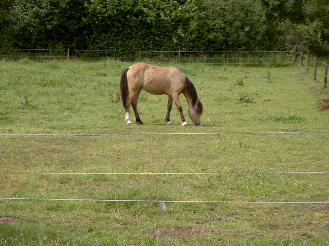 paard tussen de lijntjes...