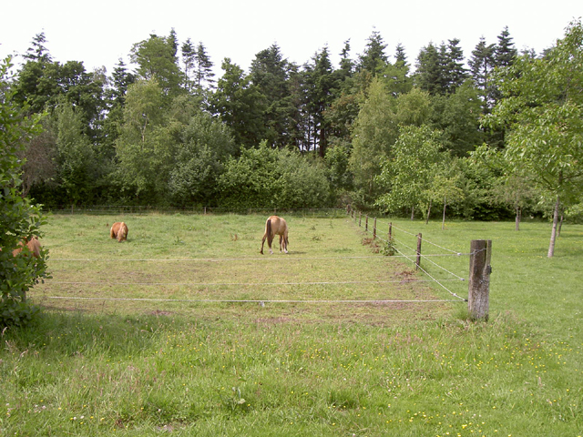afgebakend weilandje met paarden