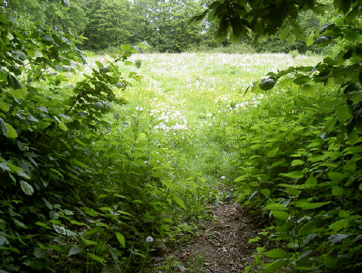 tussen de bomen door zie je het weiland liggen...