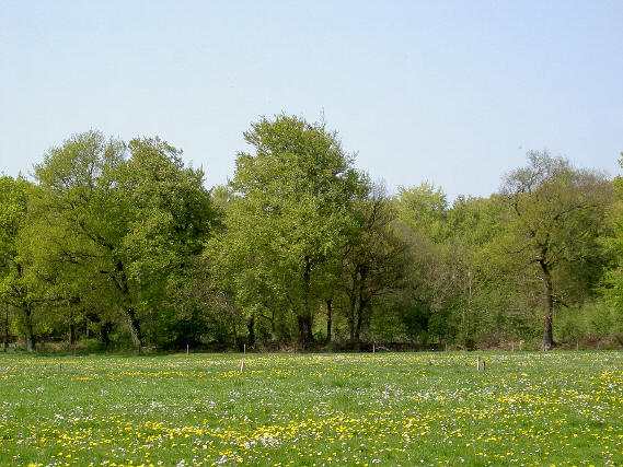 weiland en bosrand...