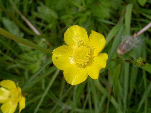 ordinaire boterbloem...