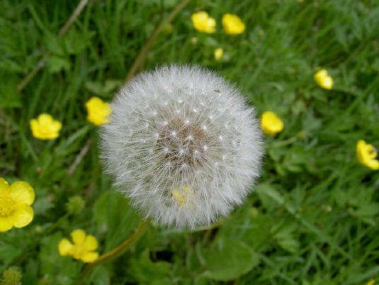het wonder van de paardebloem...