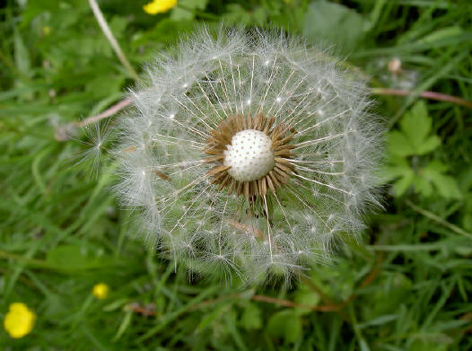 en de nog ordinairdere paardebloem - al klinkt het engelse dandelion aanzienlijk beschaafder