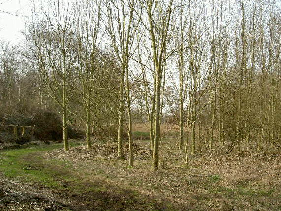 wandelpad om bosje heen...