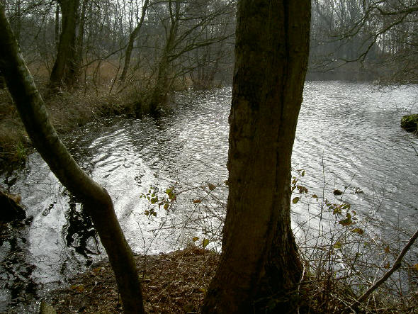bomen aan de rand van de plas