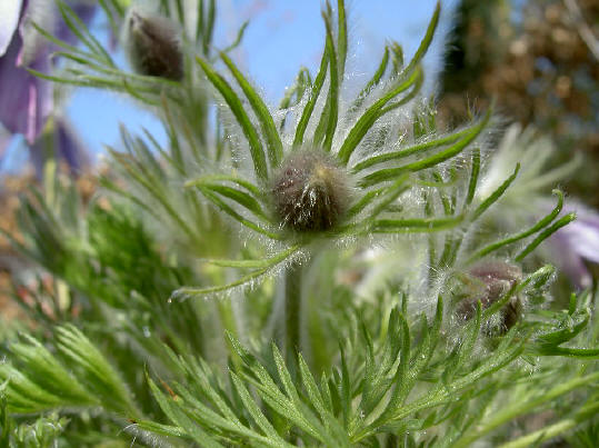 bloemetje in de knop