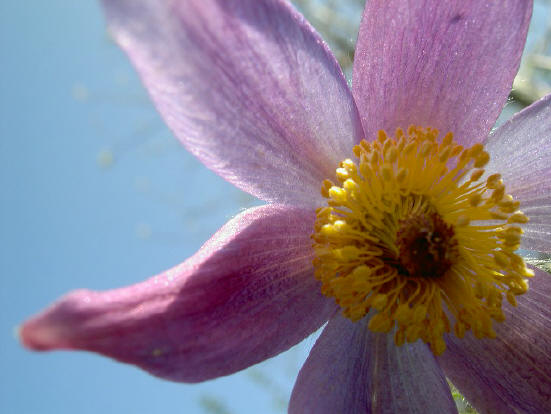 kijkje in de bloem...