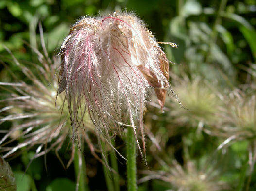 wildemanskruid - tussenfase