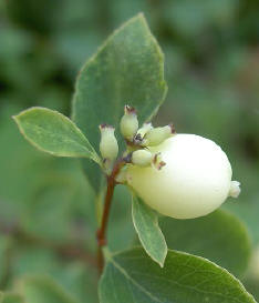 witte besjes