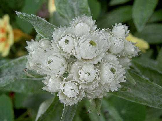 zo'n kluit van witte bloemetjes is toch ook heel speciaal...
