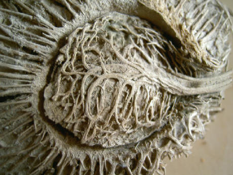 detail van de doorsnee