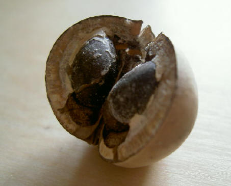 de binnenkant