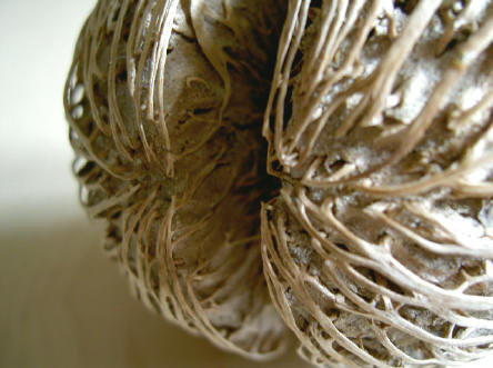 detail van bovenstaande zaadbol