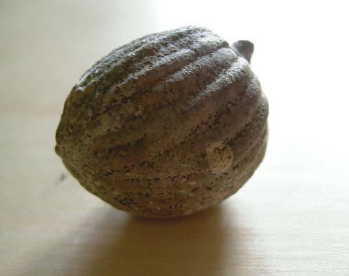 nootje