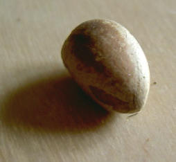 boontje
