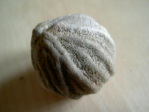 poreuze noot