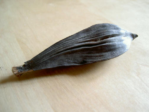 vogel?