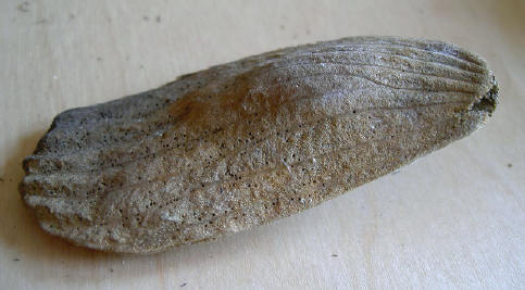 en soms is het net een schelp...