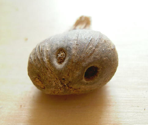 kleintje
