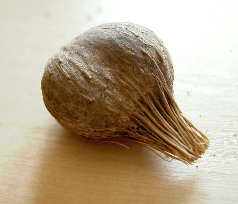 de achterkant