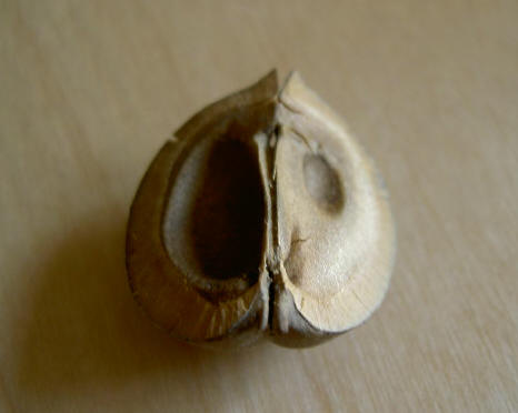 maskertje
