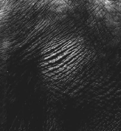 zon op olifant