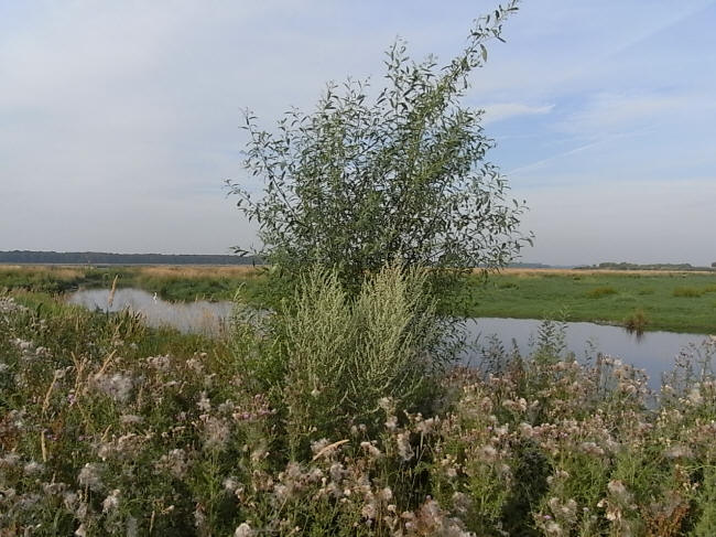 20juli 2010