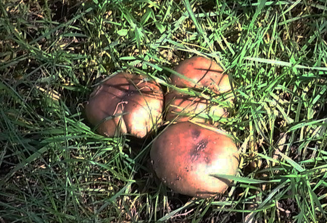 drie bolletjes