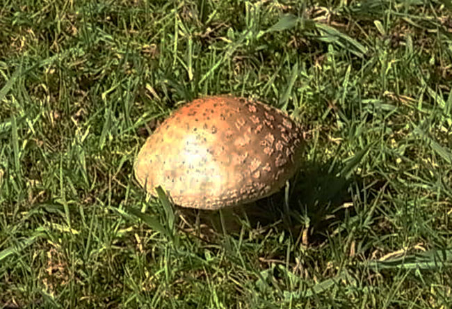 mooi bolletje