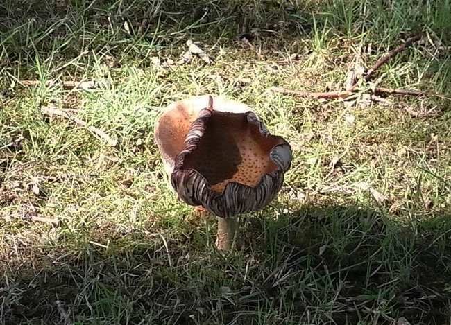 paddestoel in het gras...