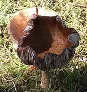 paddestoelen in de zomer…