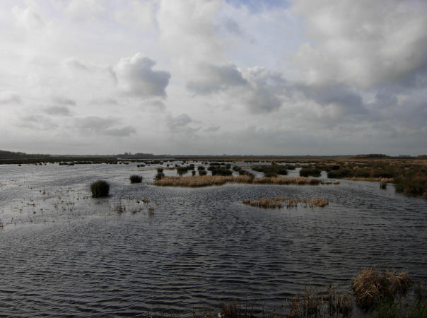 natte polder