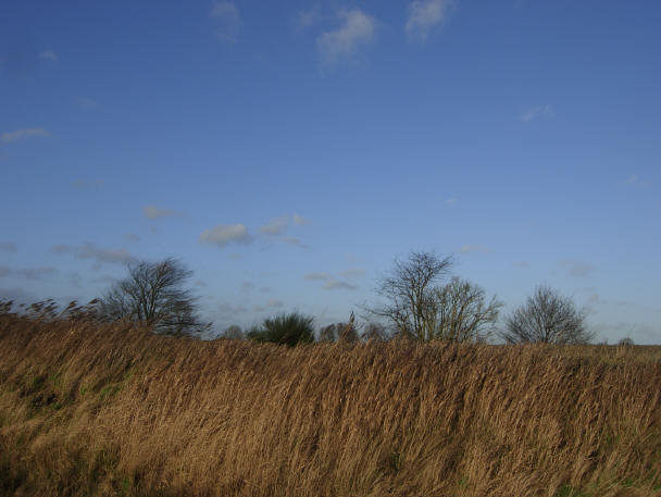 aan de rand van de polder...