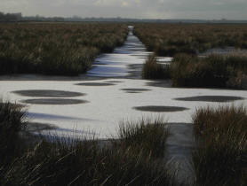 de eerste sneeuw in de polder…