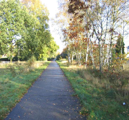 berkenlaantje